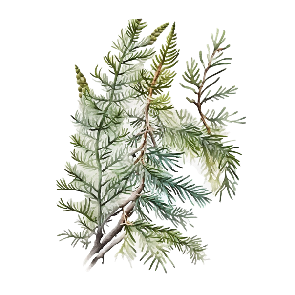 ÖH Boku - Fichtenzweig