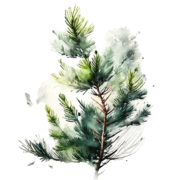 ÖH Boku - Kieferzweig