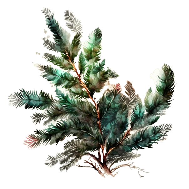 ÖH Boku - Nadelbaum Zweig