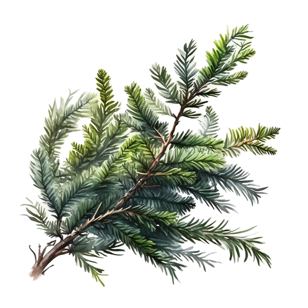 ÖH Boku - Nadelbaum Zweig