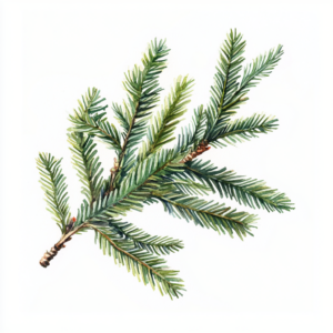 ÖH Boku - Zweig eines Nadelbaums